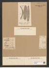 Gephyria media Arn. (de-Toni-Nr.: Genus 102, Species 3112) Zeichnungen Sammlung Grunow Nr. 6347 (NHMW-BOT-W0374994)